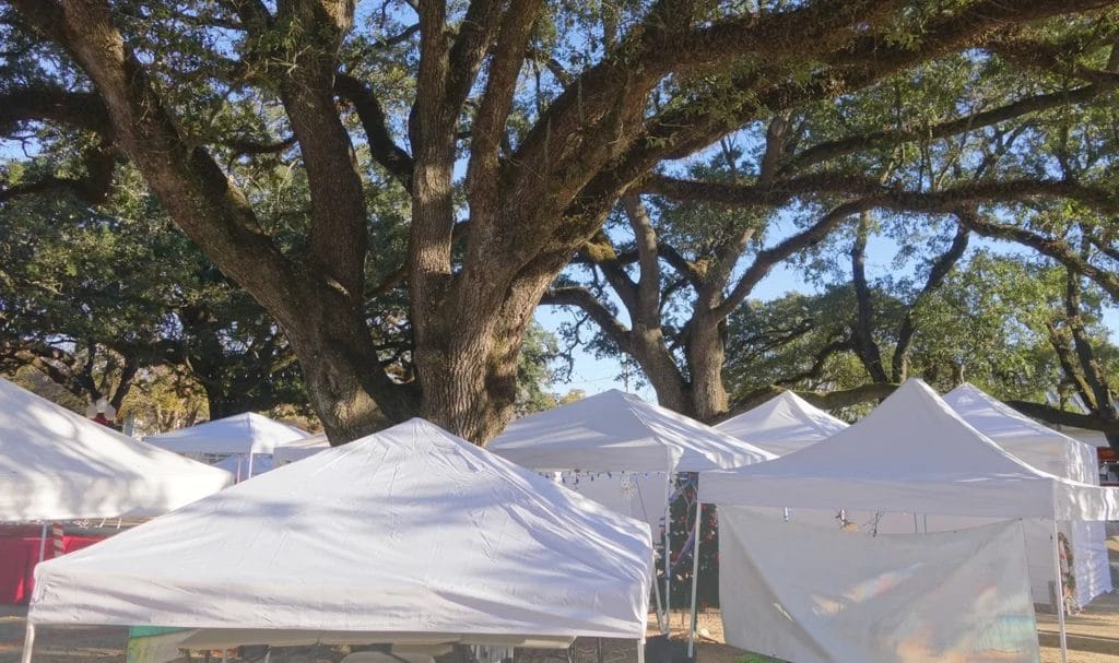Empty white vendor tents before an event underneath a large shady tree.